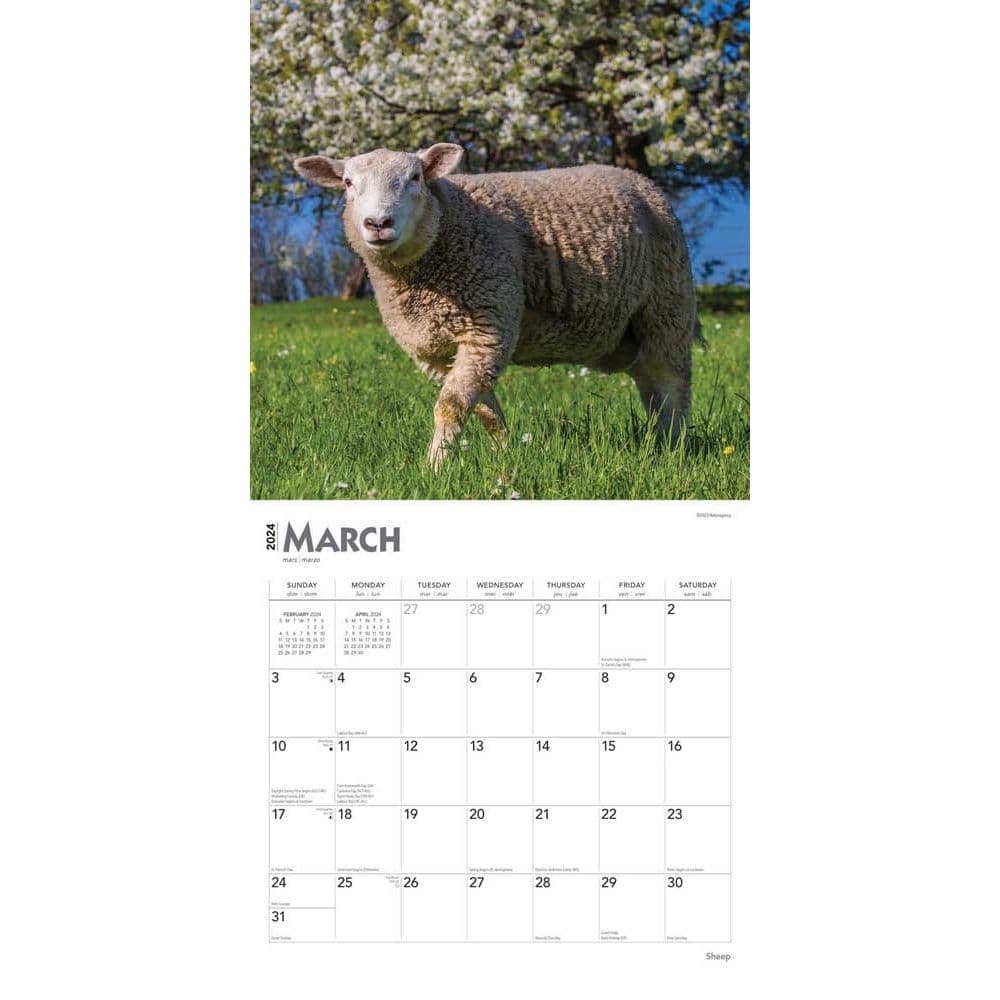 Sheep 2025 Wall Calendar