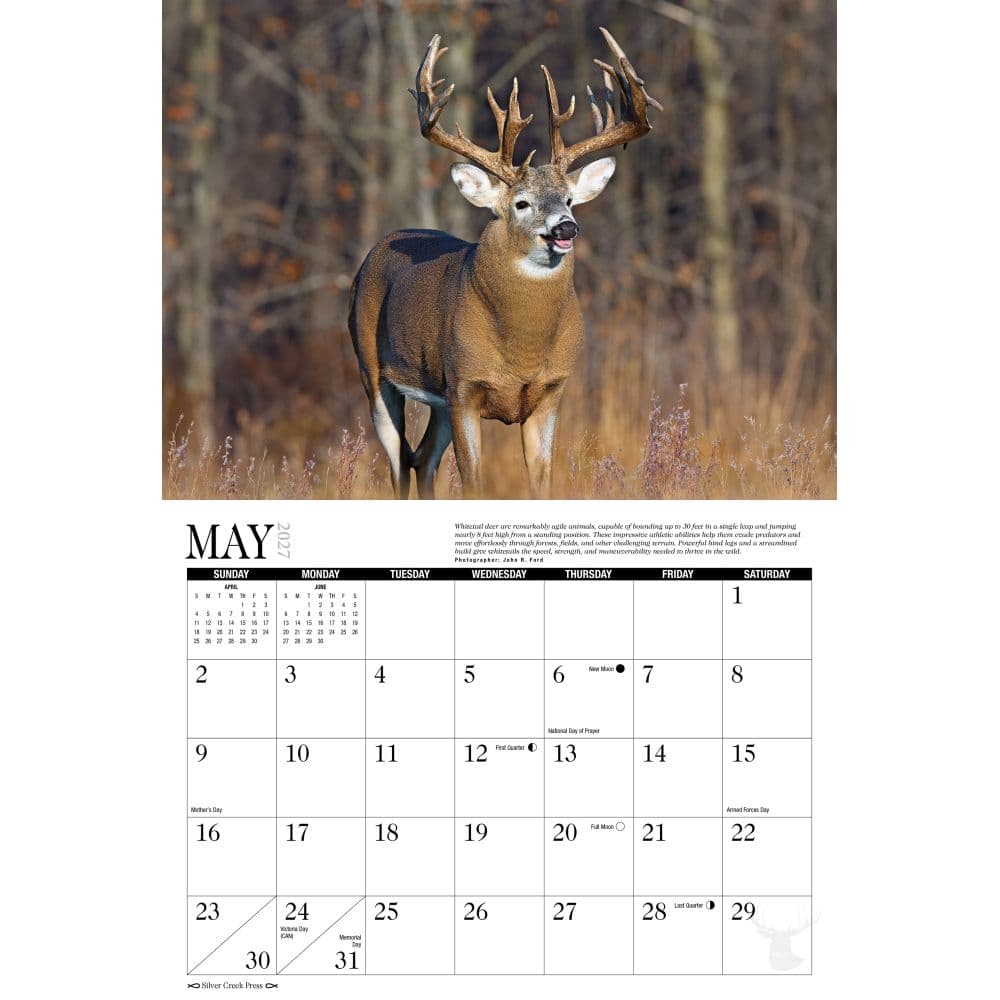 Whitetail Deer 2027 Wall Calendar Second Alternate Image