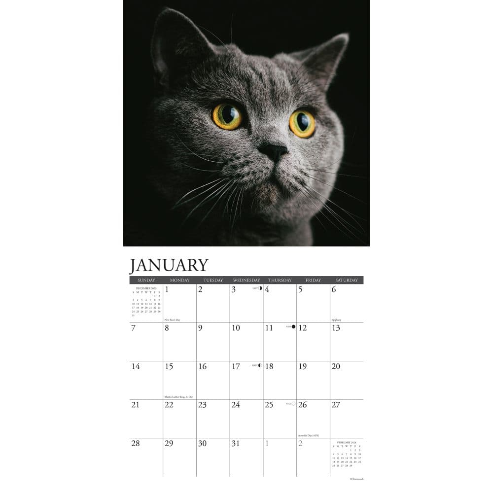 Just Cats 2024 Wall Calendar