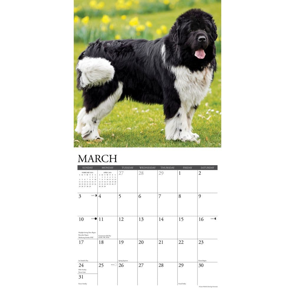 Just Newfoundlands 2024 Wall Calendar Calendars Com   E6381006 Afd9 4af3 8d9e 4975d0725675