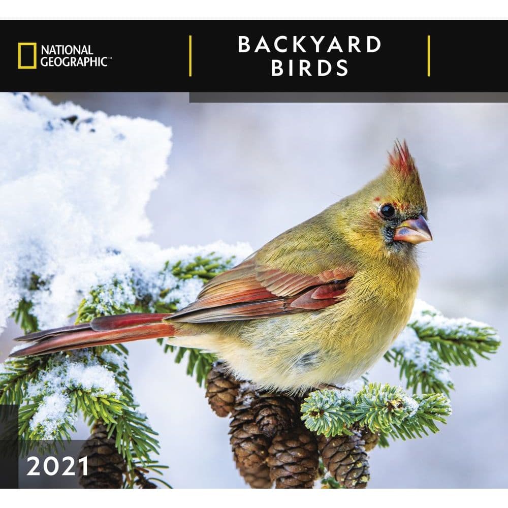 National Geographic Bird Calendar Vitia Rosamond