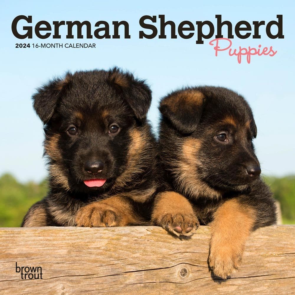 German Shepherd Puppies 2024 Mini Wall Calendar Main Image