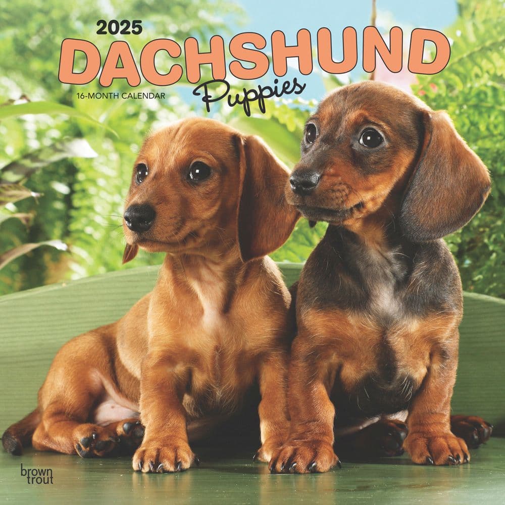 Dachshund Puppies 2025 Wall Calendar