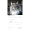 image Maine Coon Cats 2026 Wall Calendar Second Alternate Image