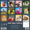 image What Dogs Teach Us 2025 Wall Calendar