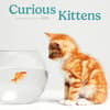 image Curious Kittens 2025 Mini Wall Calendar Main Image