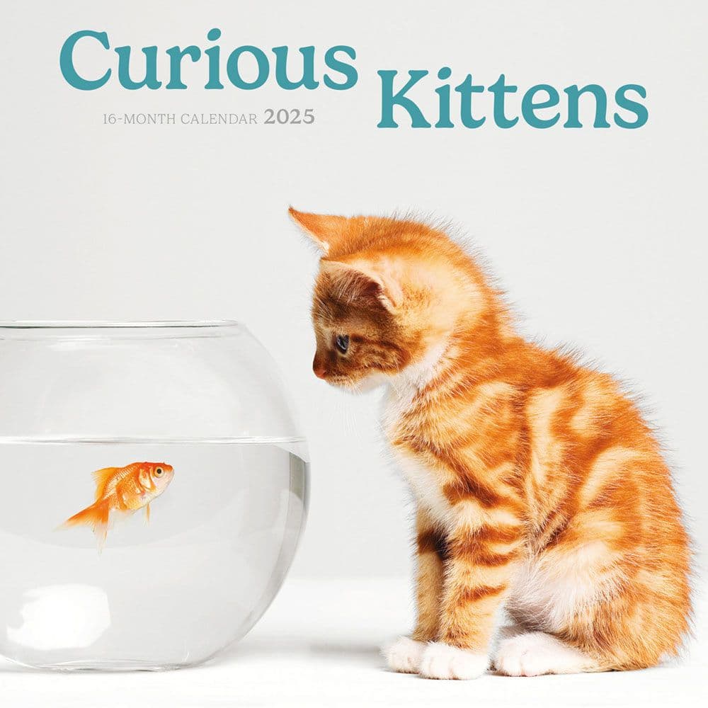 Curious Kittens 2025 Mini Wall Calendar Main Image