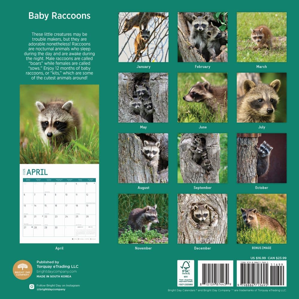 Baby Raccoons 2025 Wall Calendar First Alternate Image width="1000" height="1000"