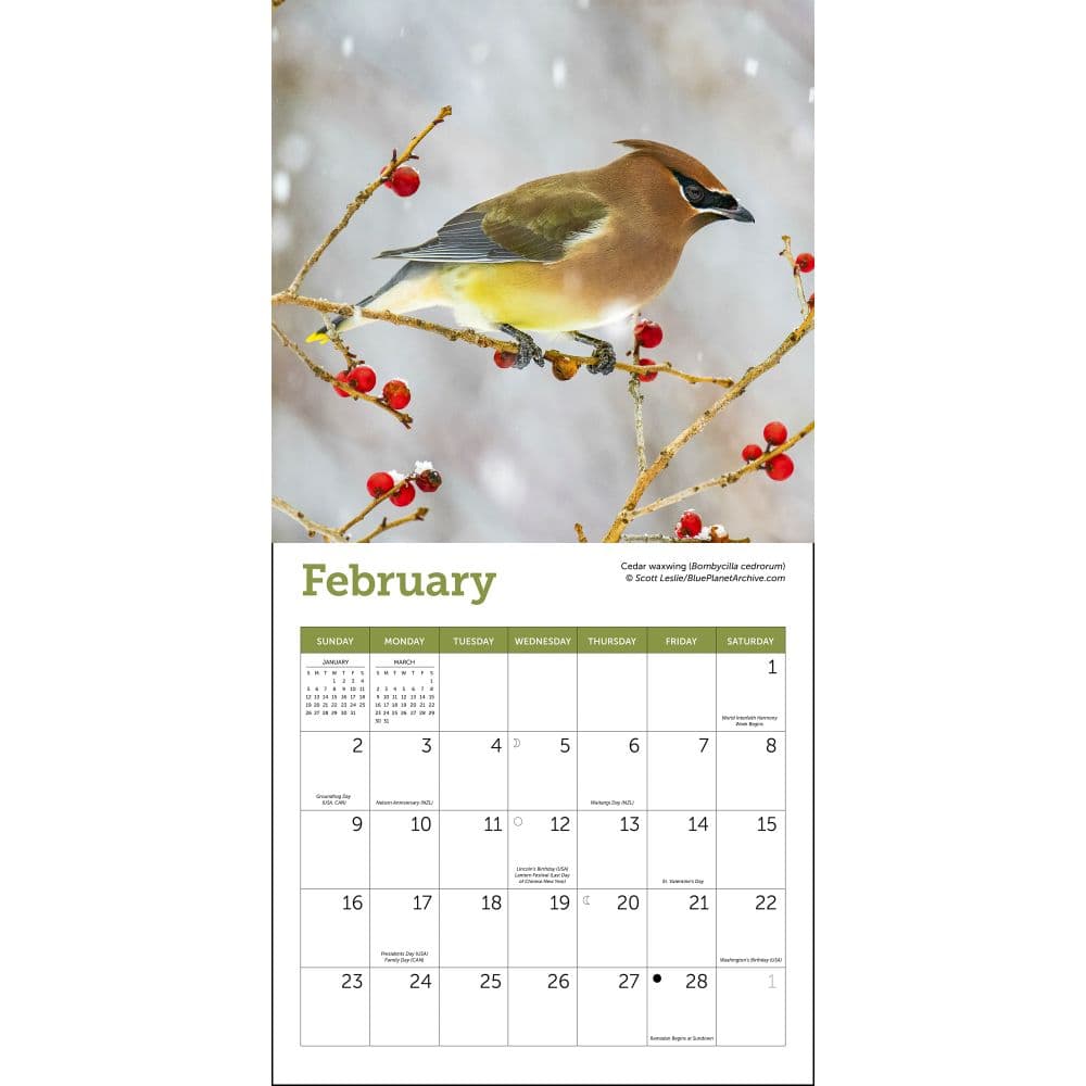 Songbirds 2025 Mini Wall Calendar Second Alternate Image width="1000" height="1000"