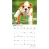 image Bulldog Puppies 2026 Mini Wall Calendar Third Alternate Image