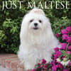 image Just Maltese 2025 Wall Calendar Main Product Image width=&quot;1000&quot; height=&quot;1000&quot;