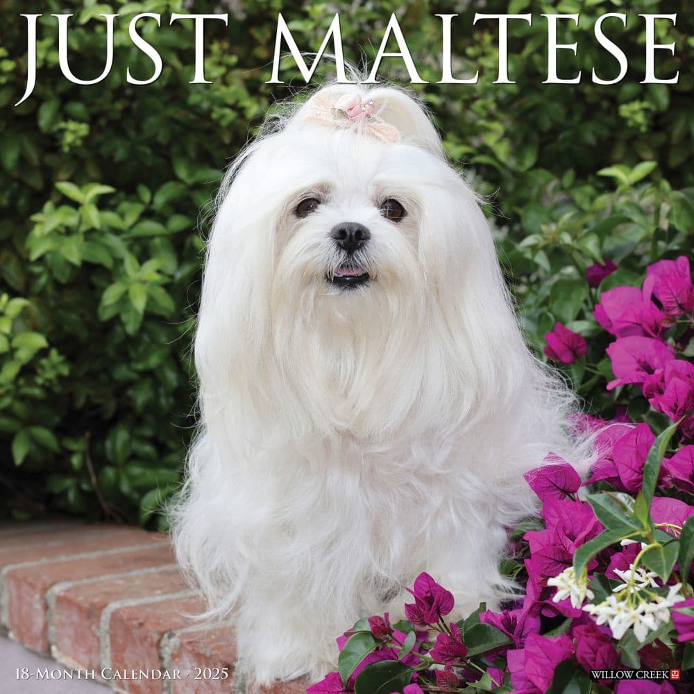 Just Maltese 2025 Wall Calendar Main Product Image width=&quot;1000&quot; height=&quot;1000&quot;