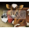 image Cows Cows Cows 2024 Desktop Wallpaper