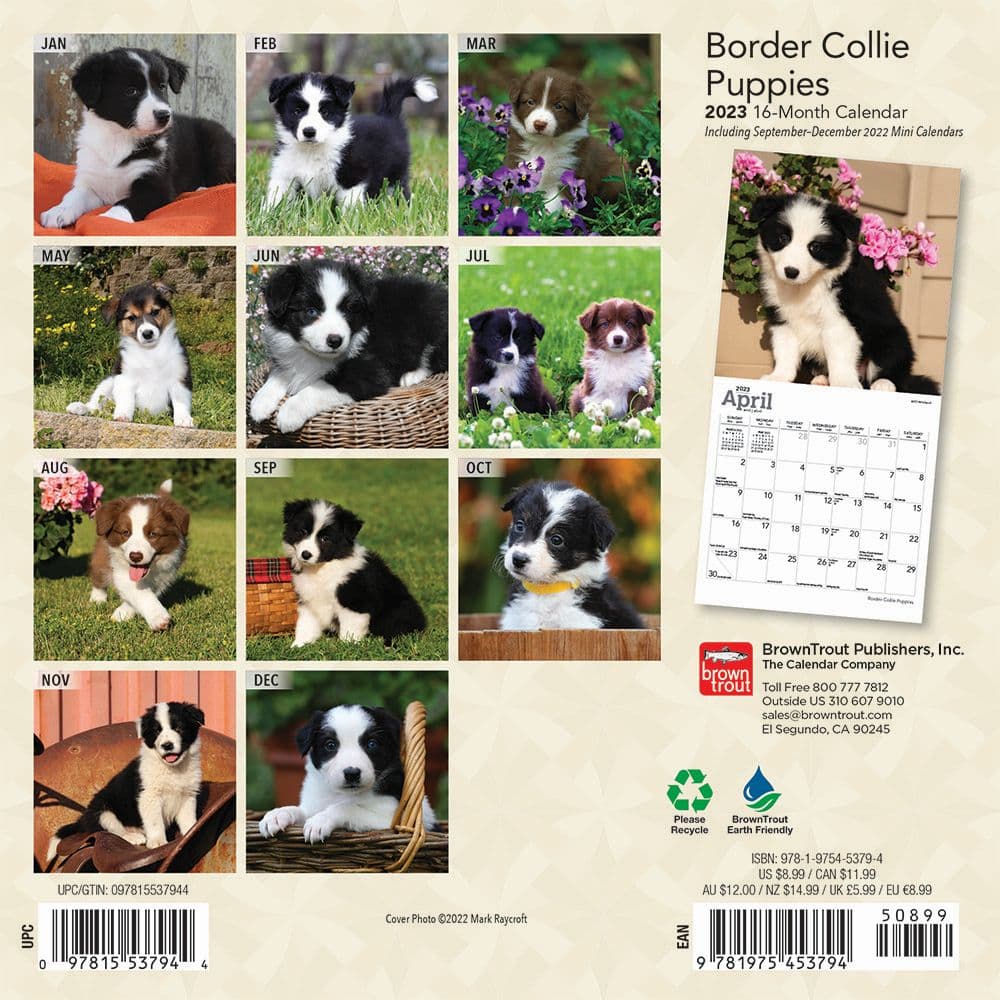 Border Collie Puppies 2023 Mini Wall Calendar - Calendars.com