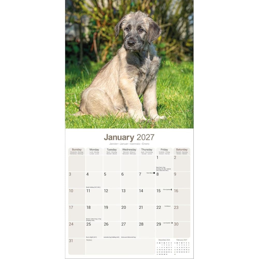 Irish Wolfhound 2027 Wall Calendar Second Alternate Image