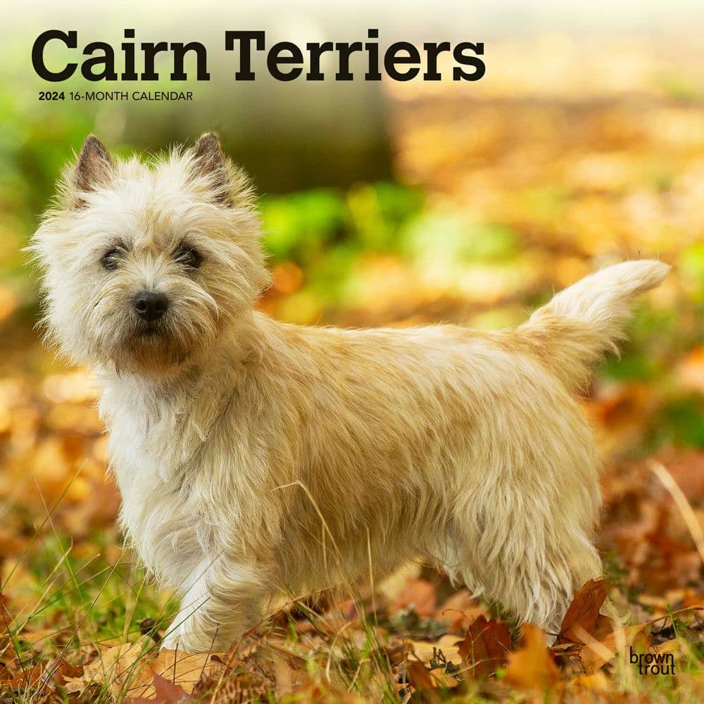 Cairn Terriers 2024 Wall Calendar