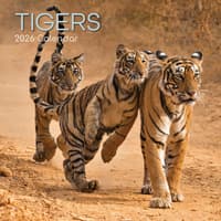 image Tigers 2026 Wall Calendar  Main Image