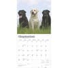 image Labrador Retrievers 2025 Wall Calendar Third Alternate Image width=&quot;1000&quot; height=&quot;1000&quot;