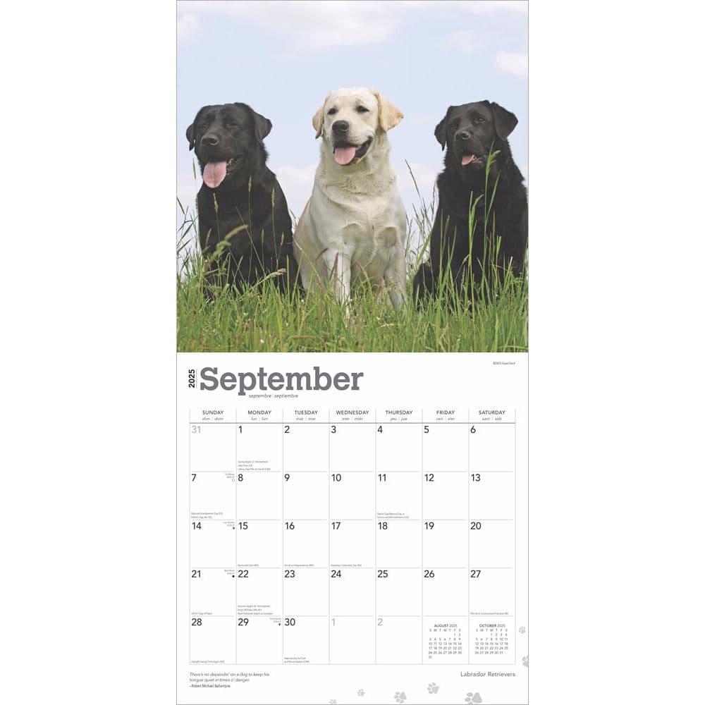 Labrador Retrievers 2025 Wall Calendar