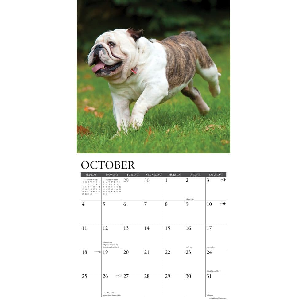 Just Bulldogs 2026 Wall Calendar Second Alternate Image