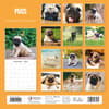 image Pugs 2025 Wall Calendar Alt1