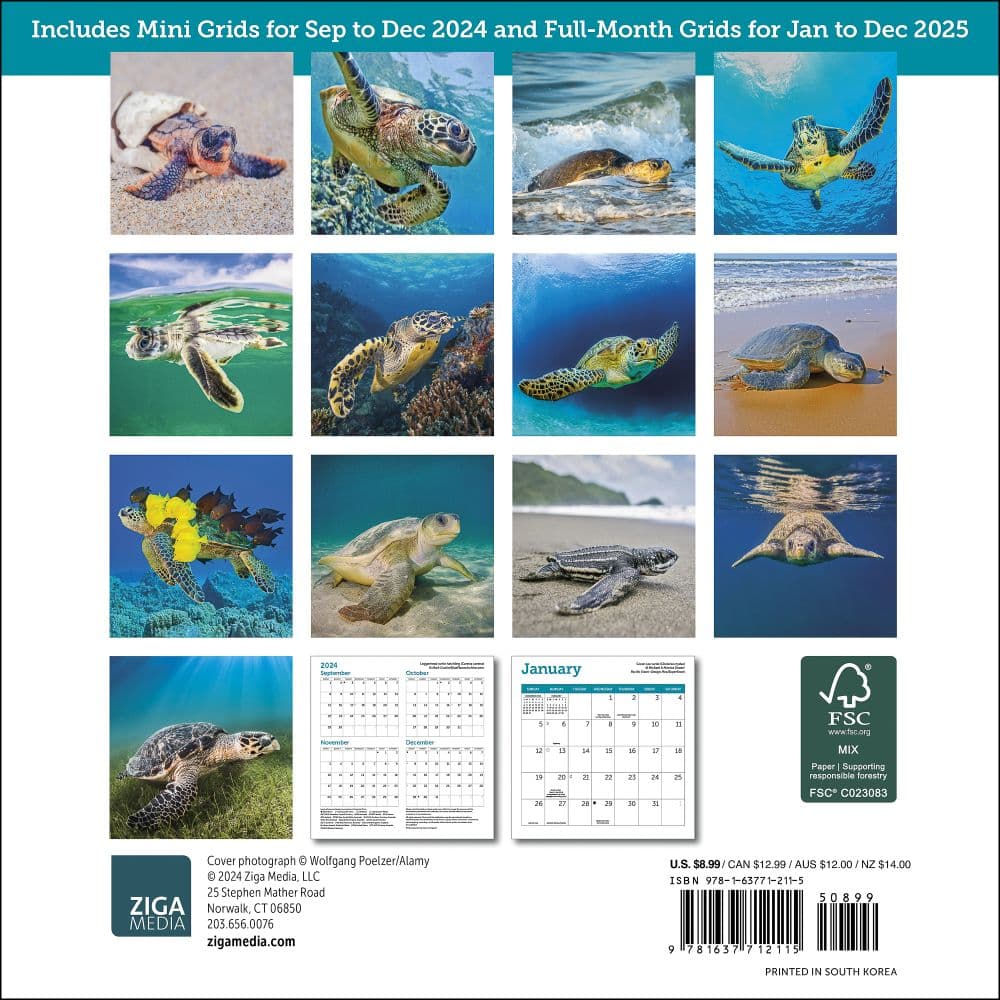 Sea Turtles 2025 Mini Wall Calendar First Alternate Image width="1000" height="1000"