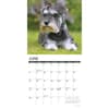 image Just Miniature Schnauzers 2025 Wall Calendar Second Alternate Image width=&quot;1000&quot; height=&quot;1000&quot;