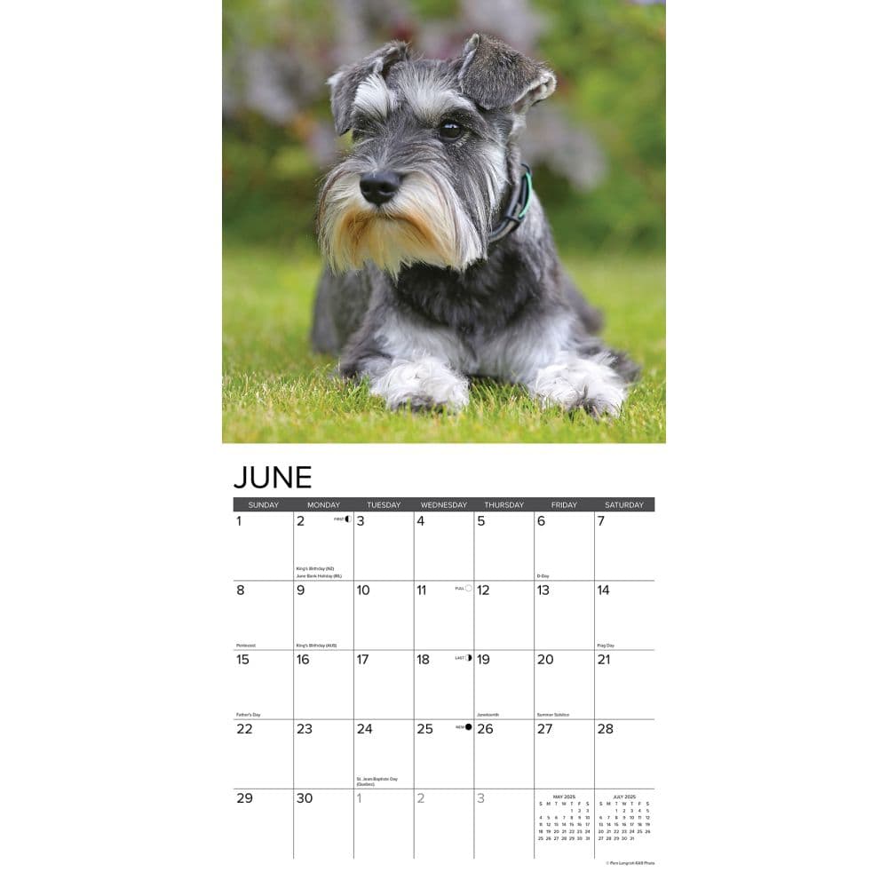 Just Miniature Schnauzers 2025 Wall Calendar Second Alternate Image width=&quot;1000&quot; height=&quot;1000&quot;