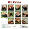 image Red Pandas 2024 Wall Calendar First Alternate Image width=&quot;1000&quot; height=&quot;1000&quot;