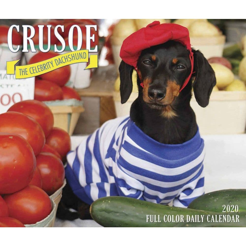 Crusoe the Celebrity Dachshund Desk Calendar