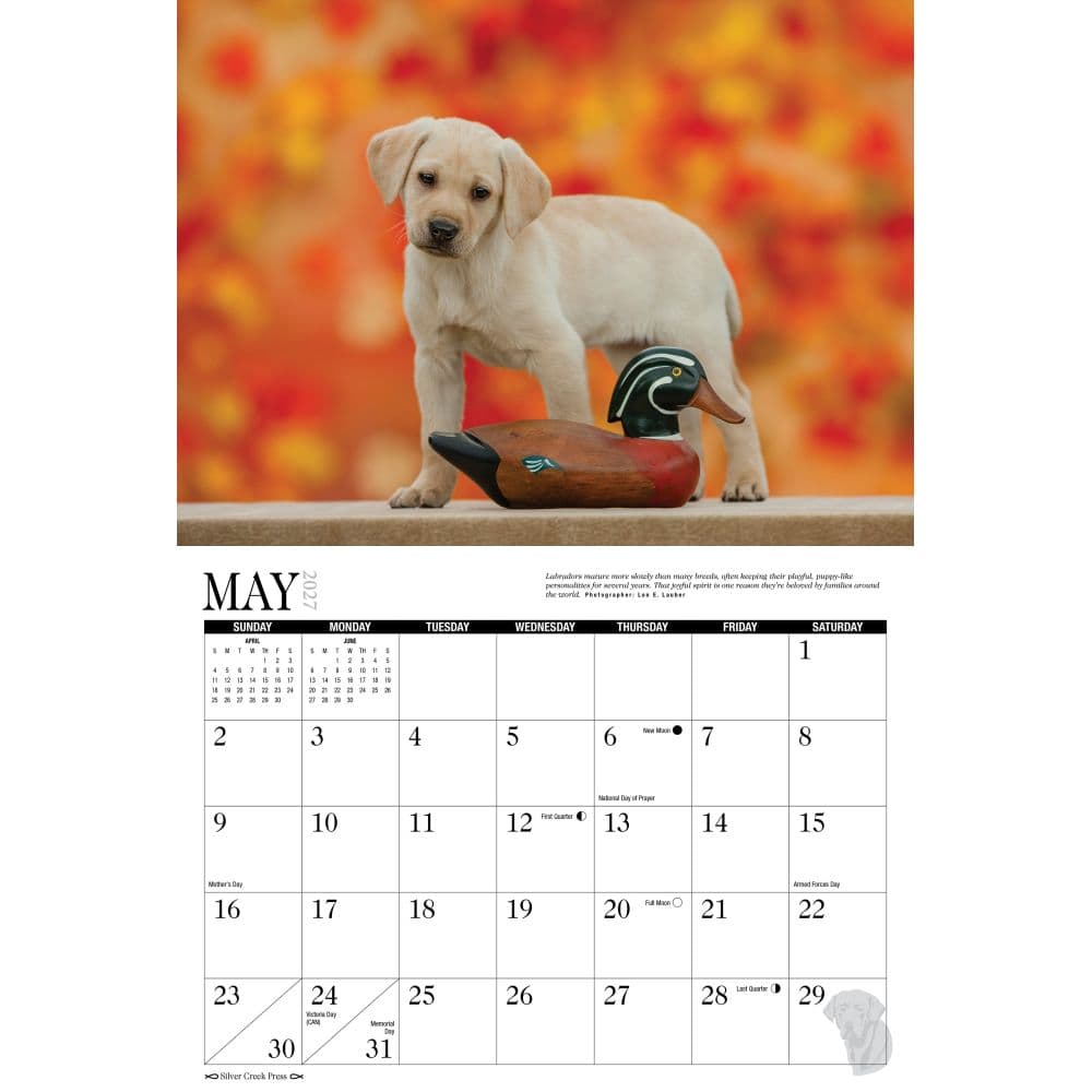 Labs Afield 2027 Wall Calendar Second Alternate Image