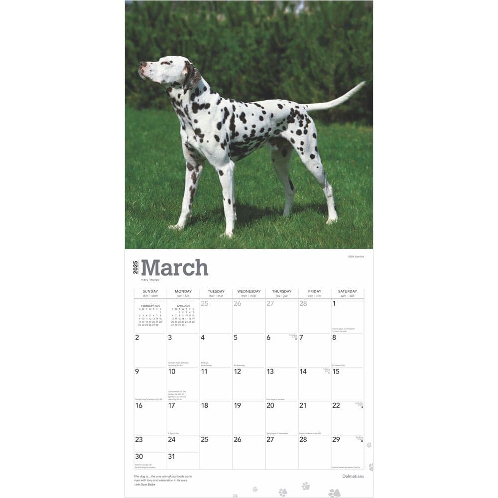 Dalmatians 2025 Wall Calendar Second Alternate Image