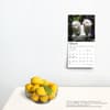 image Bichon Frise Puppies 2024 Mini Wall Calendar Third Alternate Image width=&quot;1000&quot; height=&quot;1000&quot;