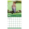 image Backyard Birds 2025 Wall Calendar May