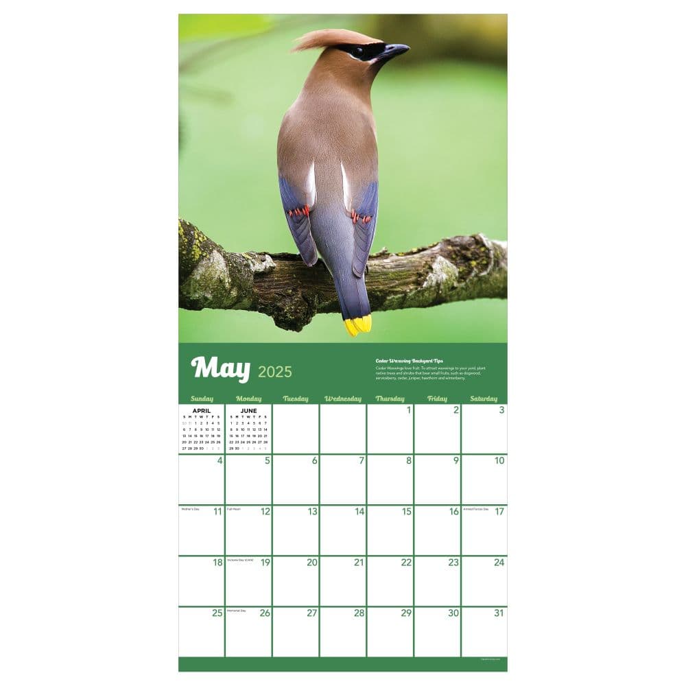 Backyard Birds 2025 Wall Calendar May