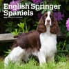 image English Springer Spaniels 2024 Mini Wall Calendar Main Product Image width=&quot;1000&quot; height=&quot;1000&quot;