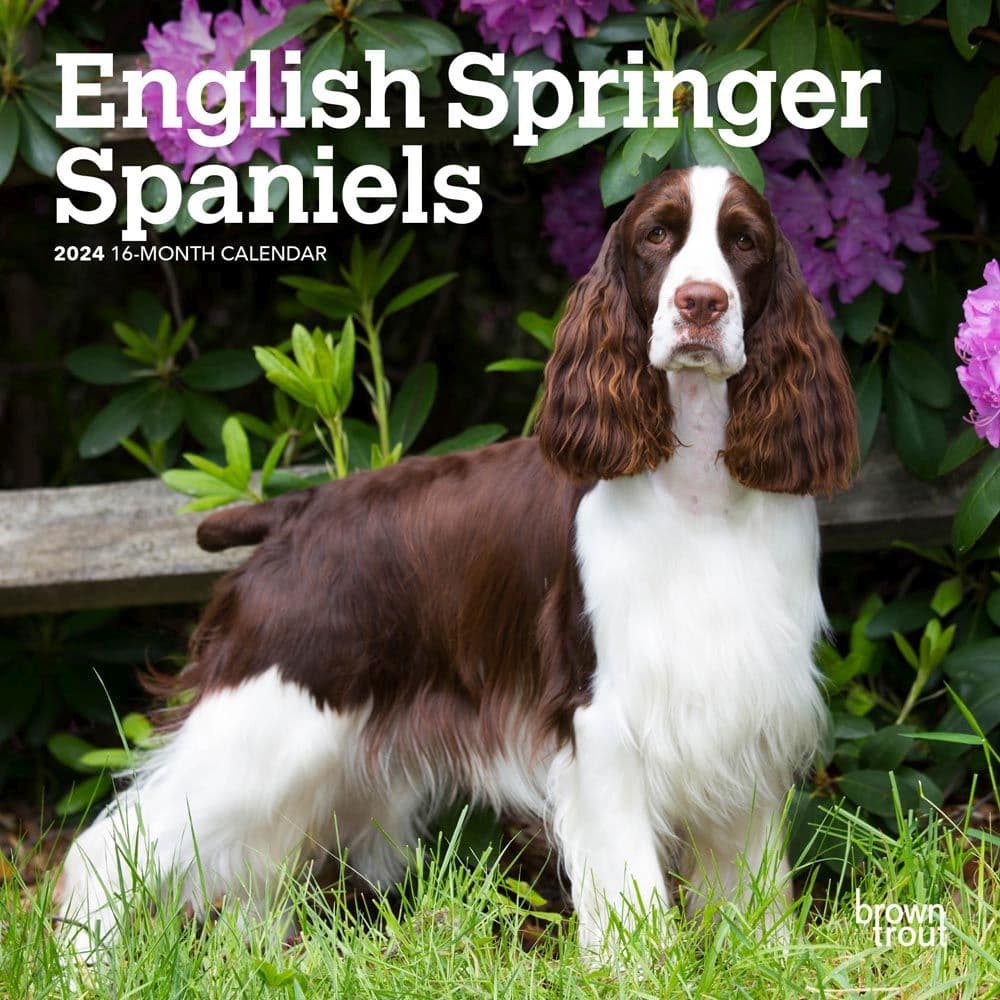 English Springer Spaniels 2024 Mini Wall Calendar Main Product Image width=&quot;1000&quot; height=&quot;1000&quot;