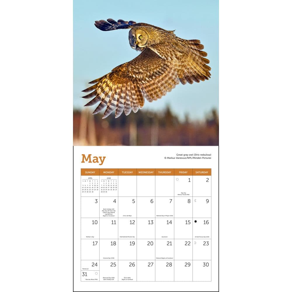 Owls 2026 Mini Wall Calendar Second Alternate Image