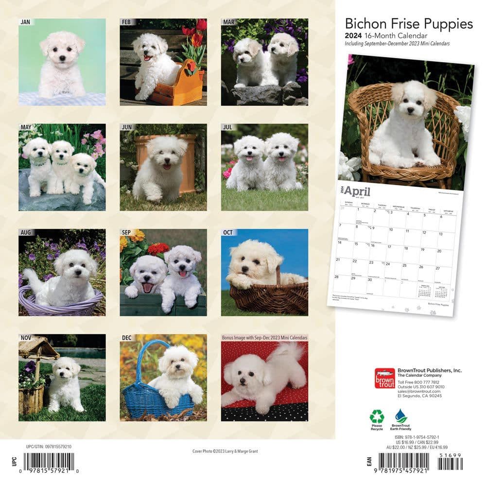 Bichon Frise Puppies 2024 Wall Calendar
