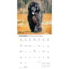 image Newfoundlands 2026 Wall Calendar Fourth Alternate Image