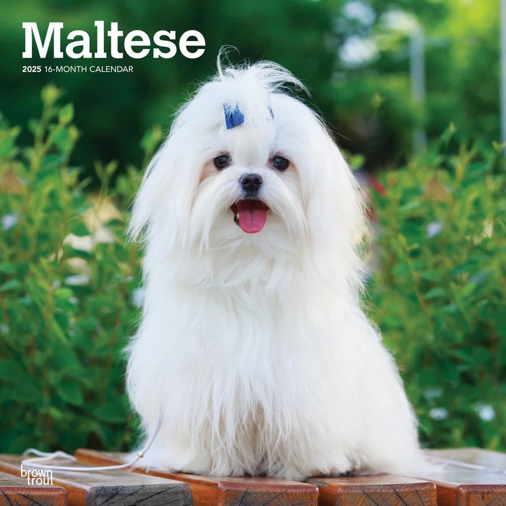 Maltese 2025 Wall Calendar