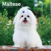 image Maltese 2025 Wall Calendar Main Product Image width=&quot;1000&quot; height=&quot;1000&quot;