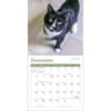 image Cats 2026 Mini Wall Calendar Third Alternate image