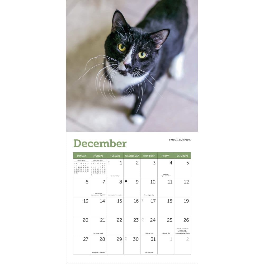 Cats 2026 Mini Wall Calendar Third Alternate image