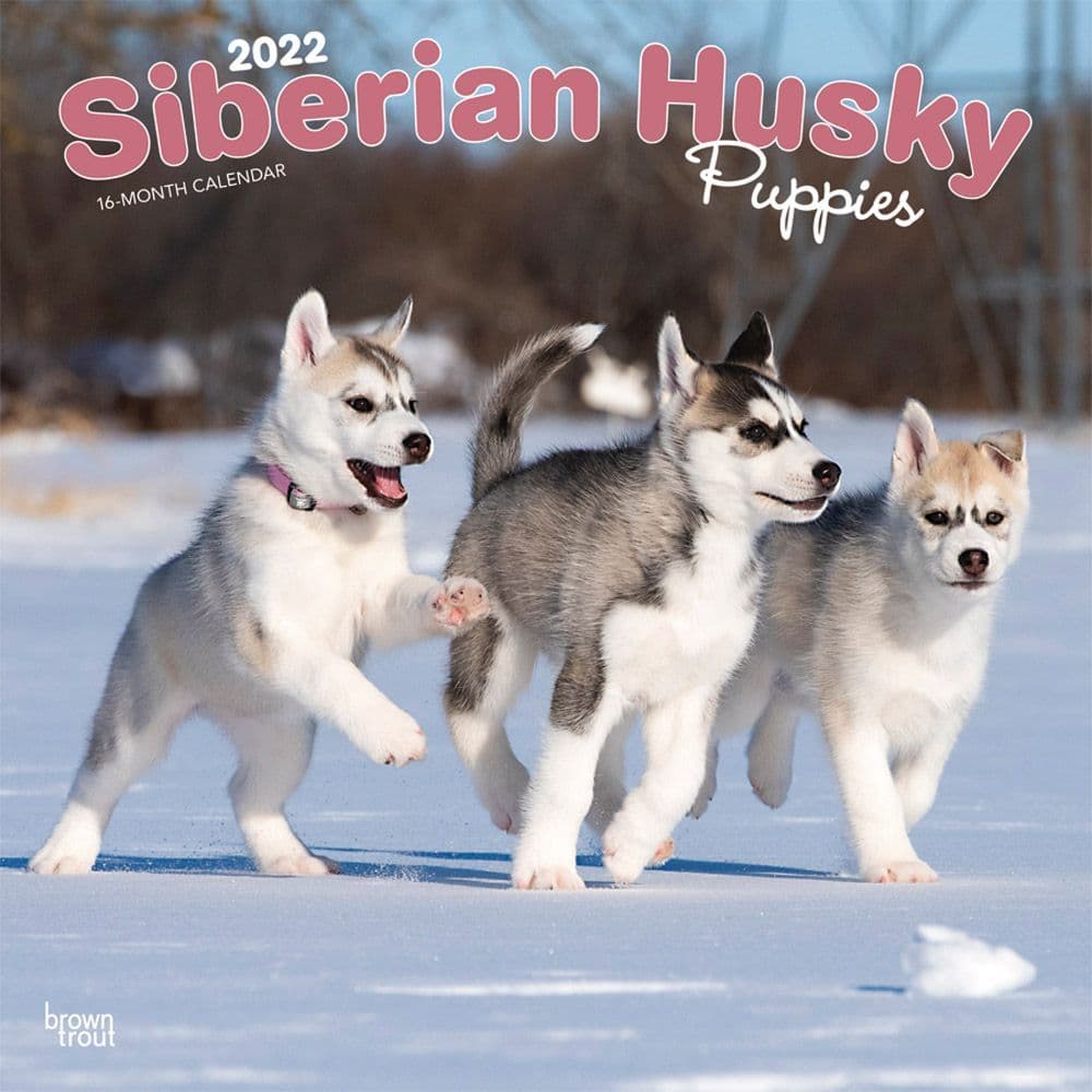 Siberian Husky Puppies 2022 Wall Calendar