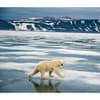 image Polar Bears WWF 2025 Wall Calendar Third Alternate Image width=&quot;1000&quot; height=&quot;1000&quot;