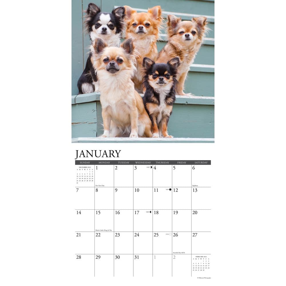 Just Chihuahuas 2024 Wall Calendar