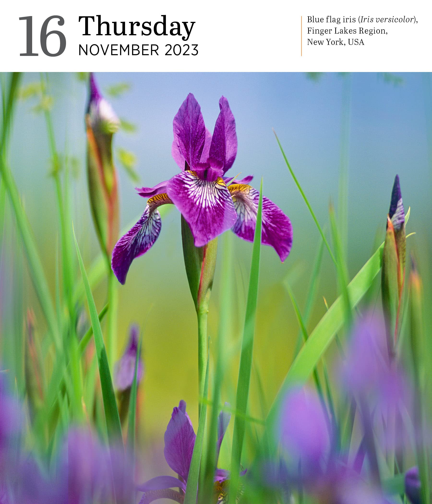 Audubon Nature 2023 Page A Day Gallery Calendar Calendars