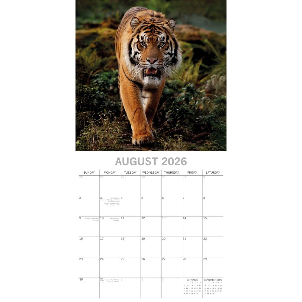 Tigers 2026 Wall Calendar Third Alternate Image