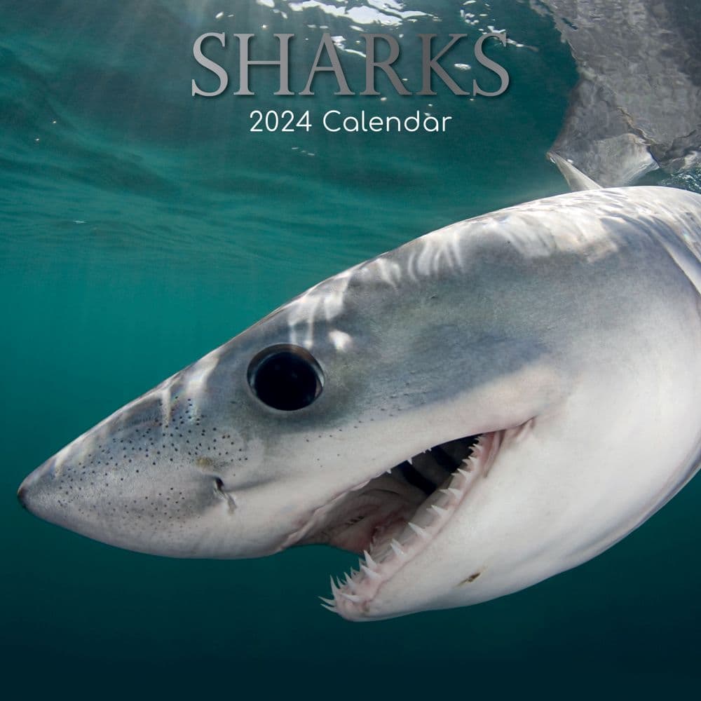 Sharks 2024 Wall Calendar Main Product Image width=&quot;1000&quot; height=&quot;1000&quot;